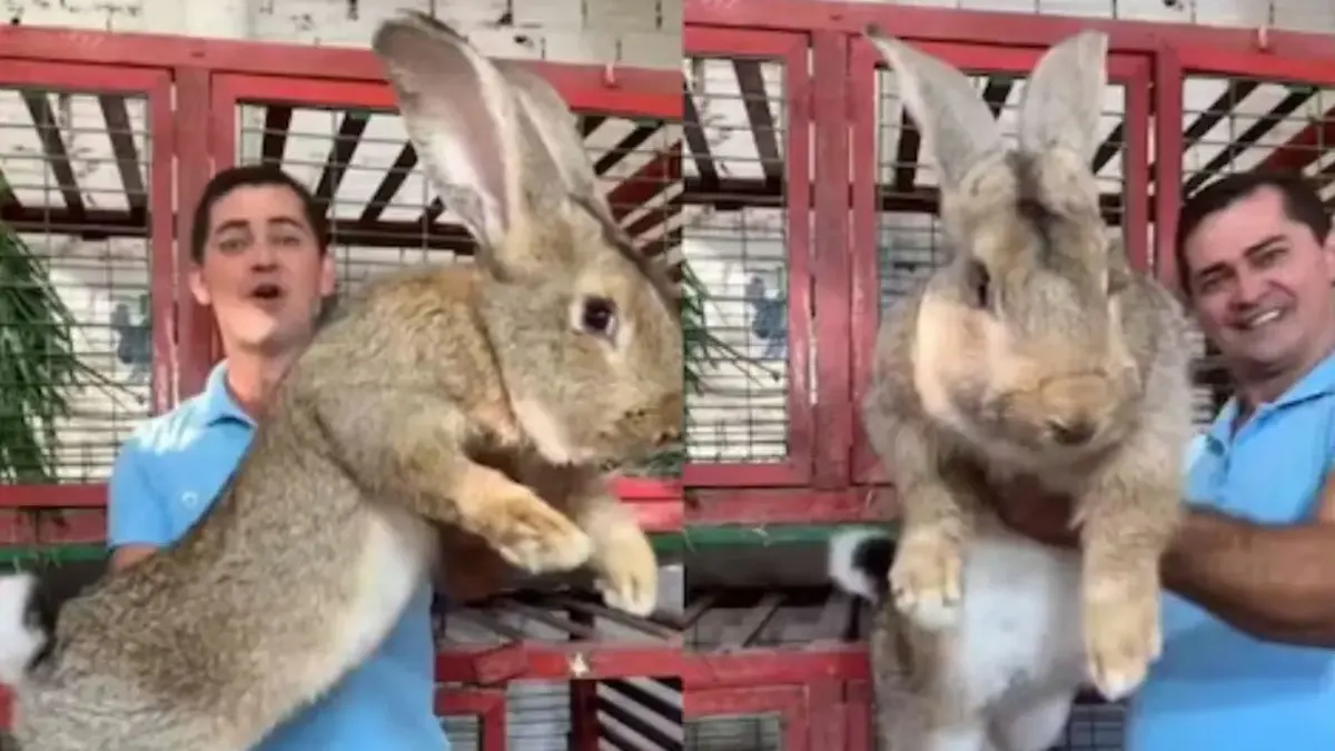 Belgian Flemish Rabbit: Your New Dog-Sized Pal